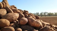 Potato mop top virus detected at second Tasmanian site as states band together to stop spread