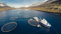 Bakkafrost earnings, profits fall in Q1 2025