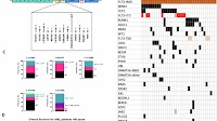 Prognostic, biological, and structural implications of FLT3 -JMD point mutations in acute myeloid leukemia: an analysis of Alliance studies