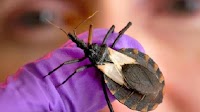 ‘Kissing Bug’ disease: CDC raises alarm on deadly Chagas infections