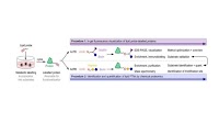 New chemical proteomics methods paper in Nature Protocols