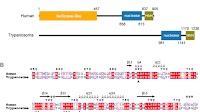 Role of the nucleotide excision repair endonuclease XPF in the kinetoplastid parasite Trypanosoma brucei