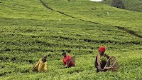 Buhweju tea farmers demand UGX 3B from Igara tea factory