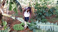 Rwanda: How Single Mother Juggles Multiple Agri-Business Ventures