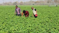 Malawi targets agriculture commercialization, irrigation