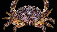 BFAR warns public against eating poisonous ‘Devil Crab’