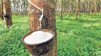 Work on Rs 254 crore Kerala Rubber Ltd will begin in May next year: Rajeeve