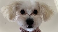 Driven barking mad by noisy dogs? Here’s what you can do