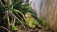 To save its unique and rare birds, New Zealand is turning to AI and genetic research