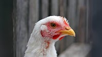USDA confirms virulent Newcastle disease in Utah