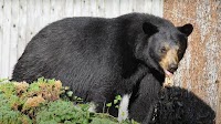 CT bear attack injures man in North Canaan, rekindling hunt debate