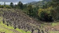 Chile bucks wine trends