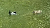 Parkgoers See Two Ducks Swimming Together — Then Realize One Is In Danger