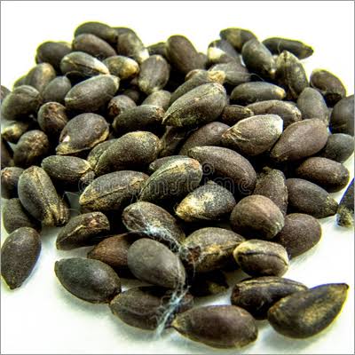 Premium Cotton Seeds 1kg