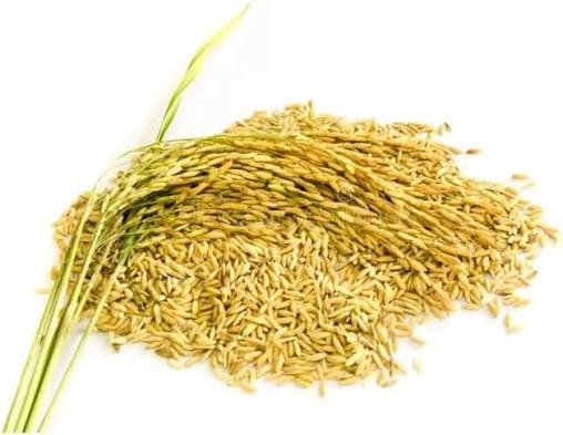 Premium Paddy Rice Seeds 5kg