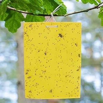 Sticky Insect Pheromone Traps