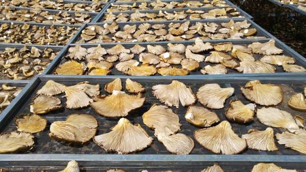 Drying facility