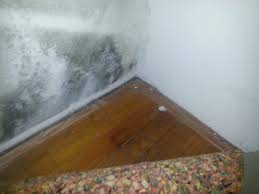 Black Mold In Houses