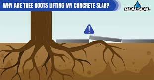 Tree Roots Lifting Your Concrete Slab