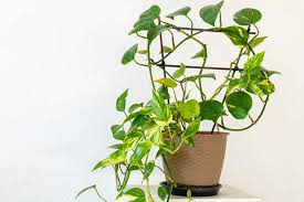 Epipremnum Aureum Golden Pothos