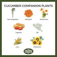 Companion Planting Vegetables