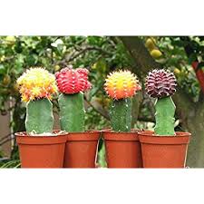 Grafted Moon Cacti