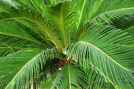 Sago Palm Poisoning In Cats Symptoms