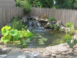 Types Of Aquatic Plants For Ponds 11