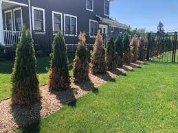 Stop Making These Arborvitae Mistakes