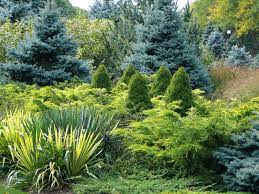 Designing With Conifers Layers Of