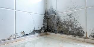 Black Mold Stock Photos Images And