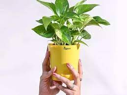 Best Money Plants In India The
