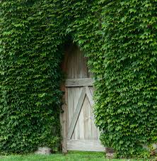All About Growing Caring For Boston Ivy