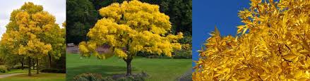 Top 10 Autumn Trees Garden Advice