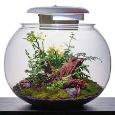 Viscum Water Gardens Aquatics