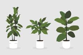 House Plant Vector Art Icons And