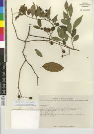The Genus Lycianthes Solanaceae