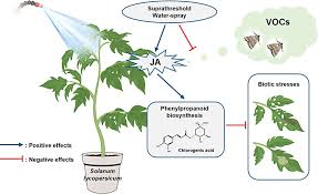 Suprathreshold Water Spray Stimulus