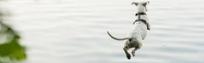 your dog to dock diving