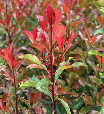 Fast Growing Drought Tolerant Shrub