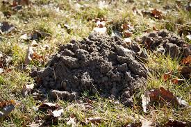 Pests That Dig Up Your Yard Varment