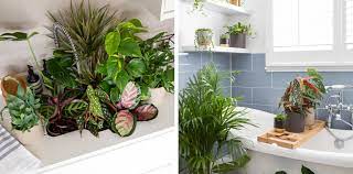 Houseplant Pests What You Need To Know