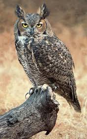 Lethal Owl Images Owl Horned Owl