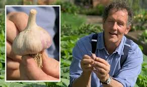 How And When To Plant Garlic Monty Don