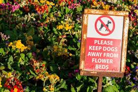 Keep Dogs Out Of Flower Beds