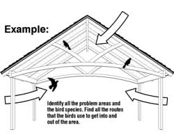 Planning Your Bird Netting Installation