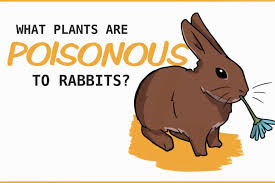 20 Plants That Are Poisonous To Rabbits
