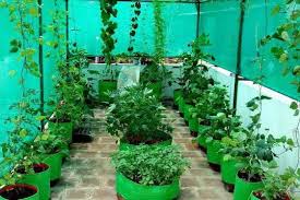 Vgr Gardens Buy Plants At