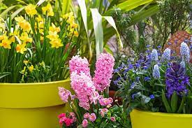 Planting Bulbs In Pots A Guide
