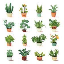 Indoor Plants Collection Png